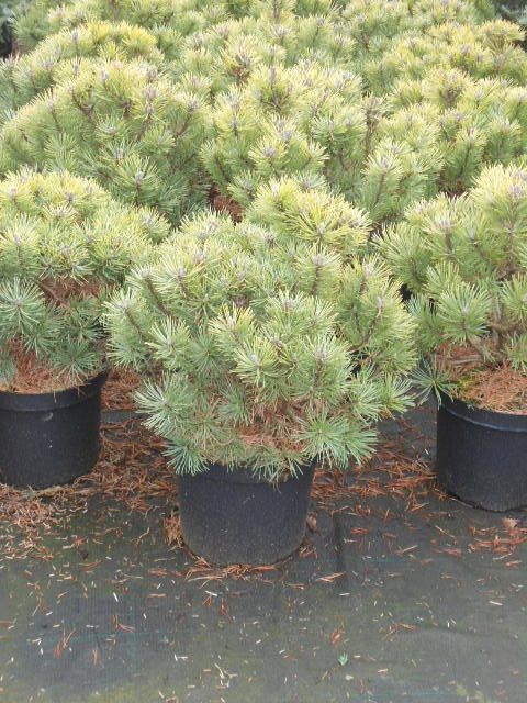 Pinus mugo Gnom, D 29