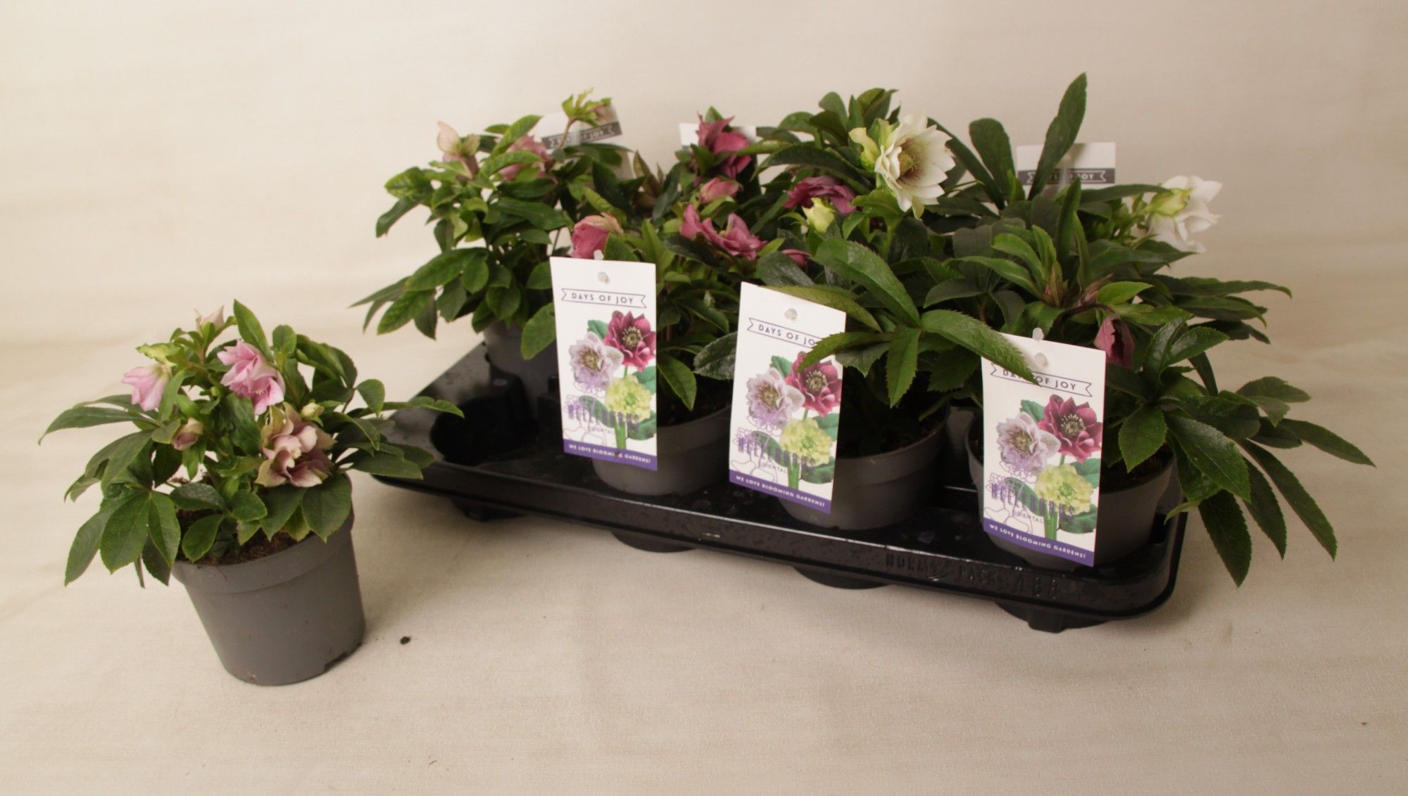 Helleborus orientalis mix - small, D 12