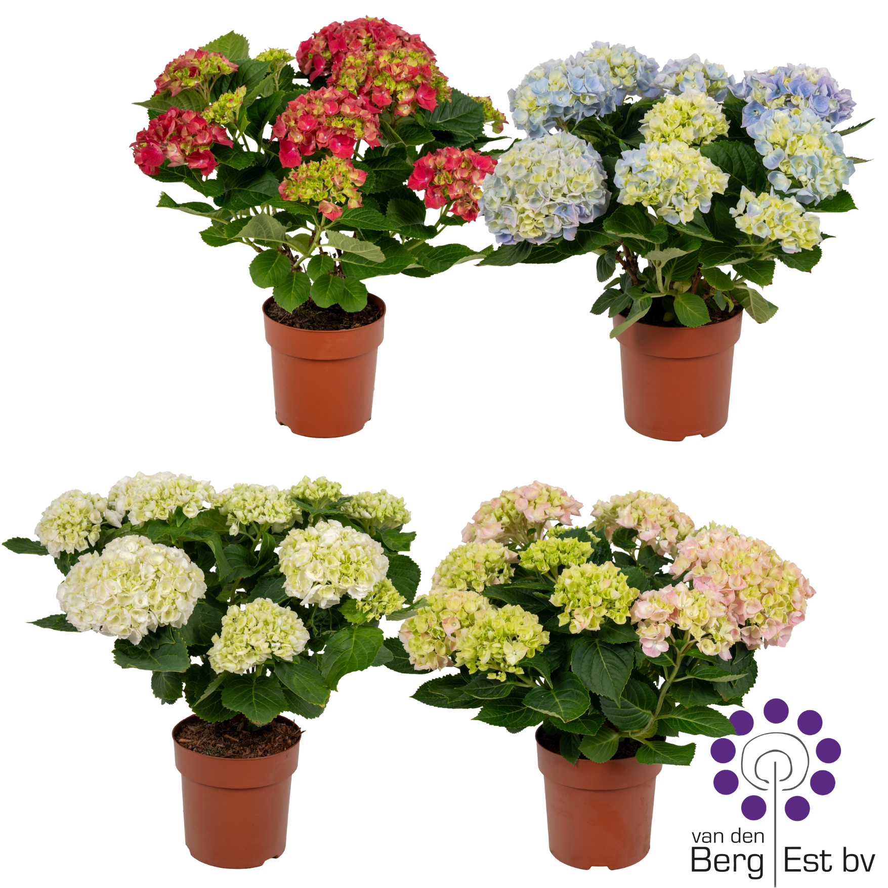 Hydrangea mix 9/10, D 14