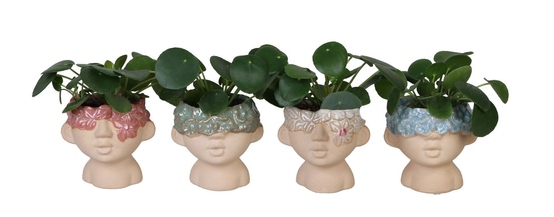 L 66553 Pilea Peperomioides Mix 6 cm, D 6