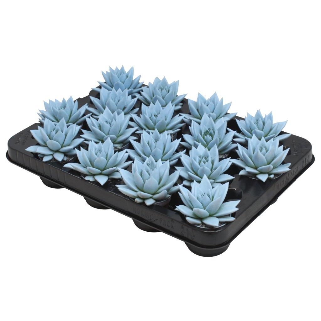 Miranda coloured pastel blue, D 6