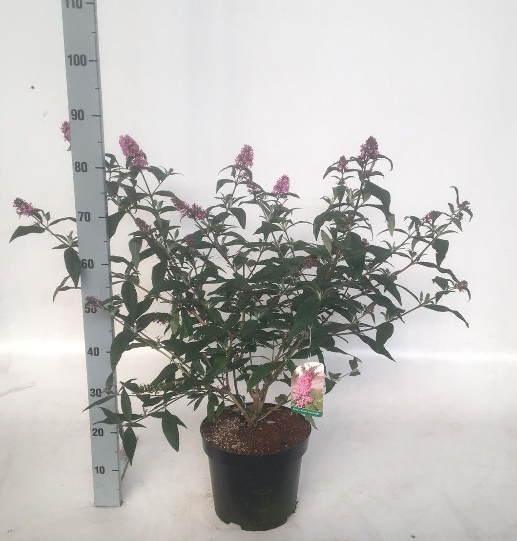 Buddleja davidii Black Knight, D 26