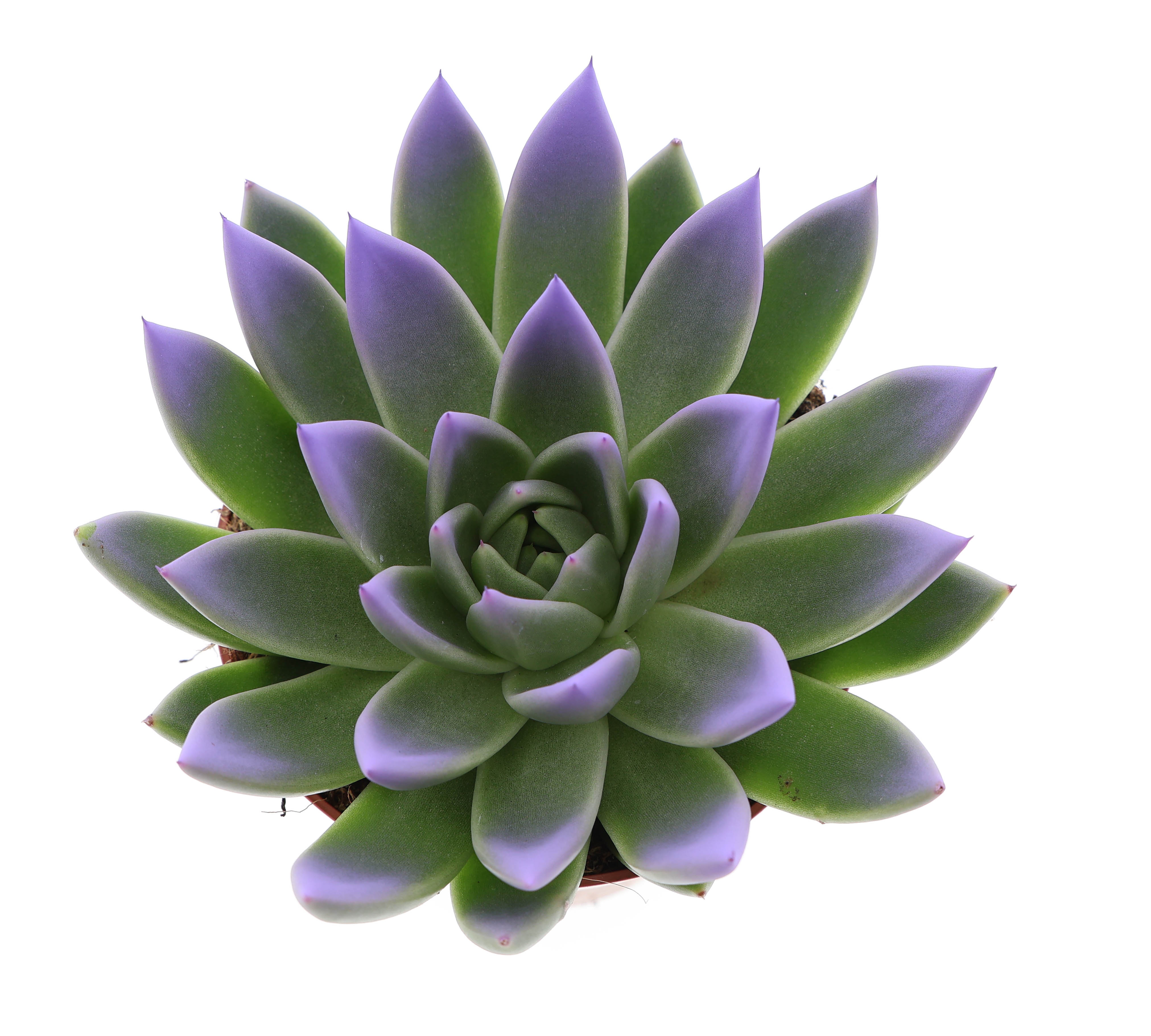 Miranda tips dark milka, D 12