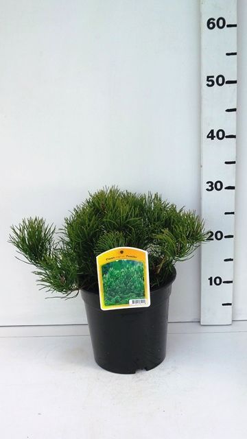 Pinus mugo pumilio, D 19