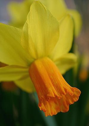 NARCISSUS CYCLAMINEUS 'JET FIRE', D 11