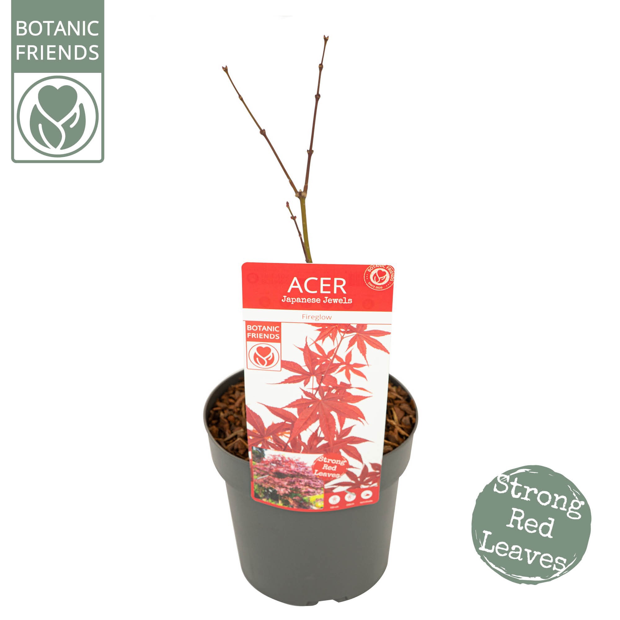 Acer palm. 'Fireglow' PREMIUM, D 19