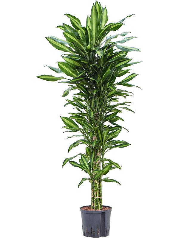 Dracaena fragrans 'Cintho, D 22