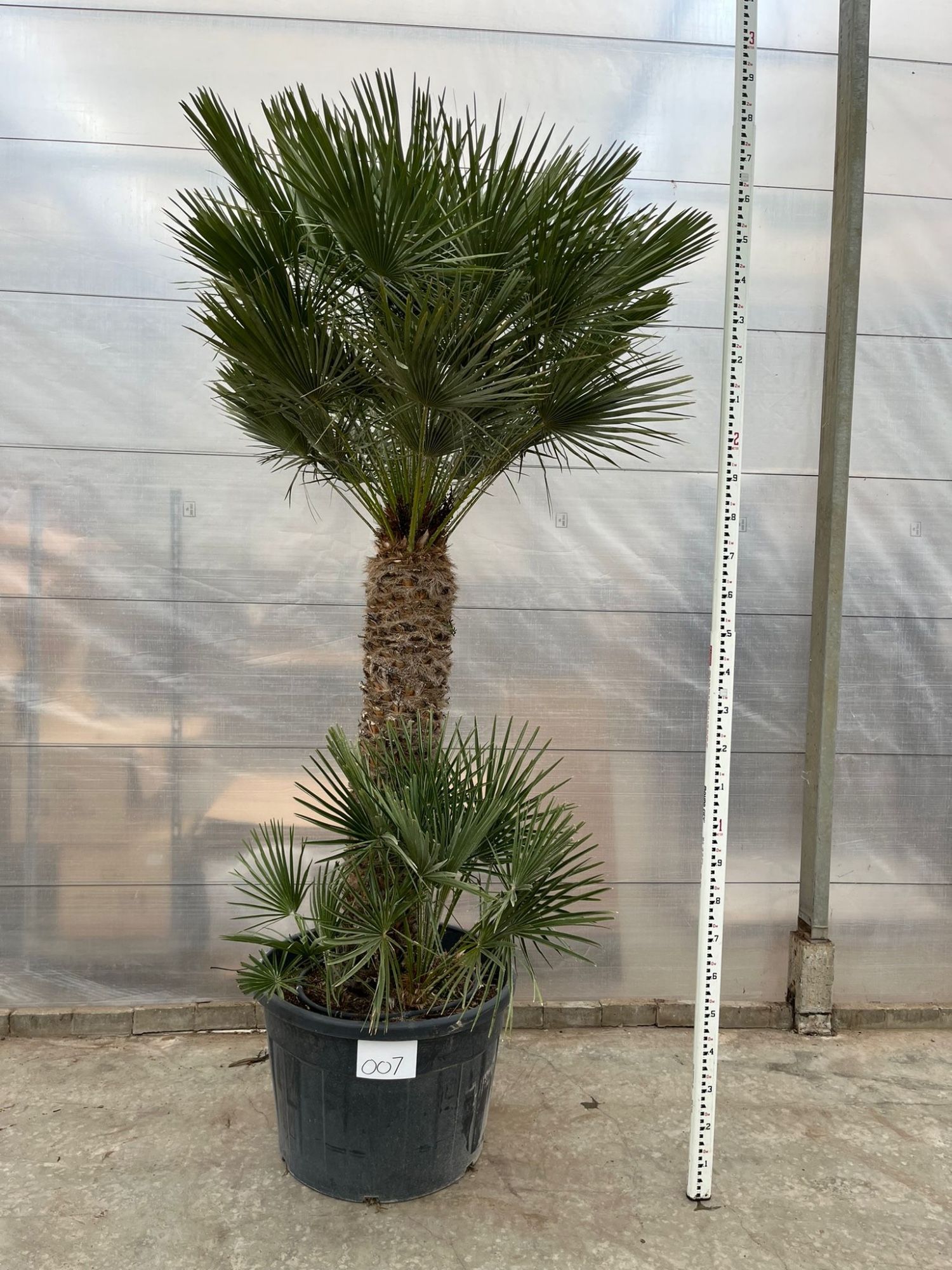 Chamaerops Humilis 007 - 280cm, D 70