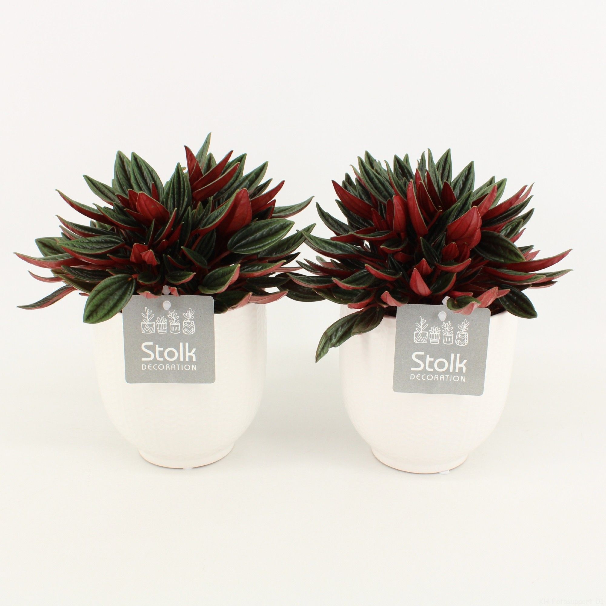 Peperomia Rosso in Liv keramiek, D 13