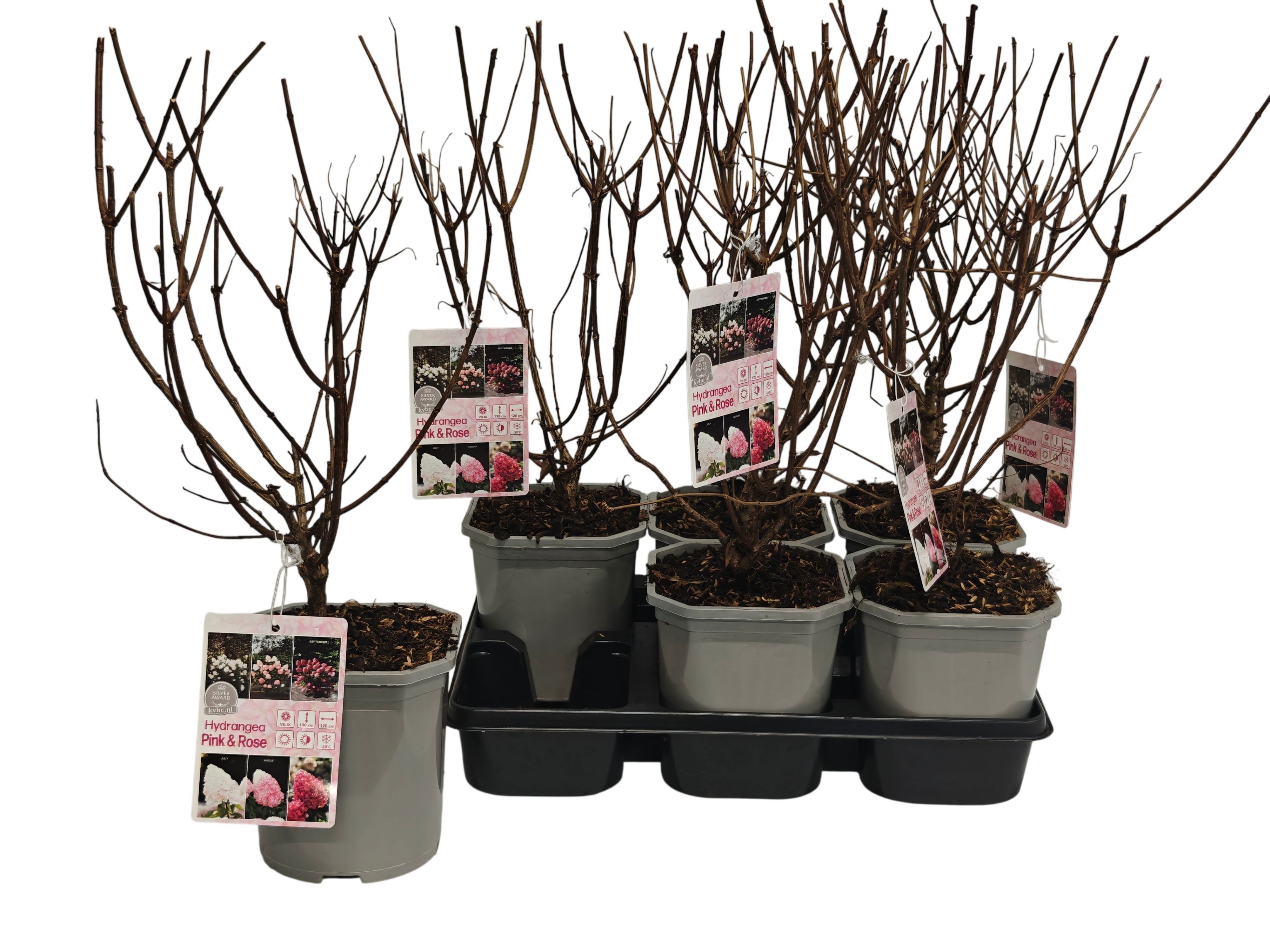 Hydrangea Pink&Rose P14, D 14