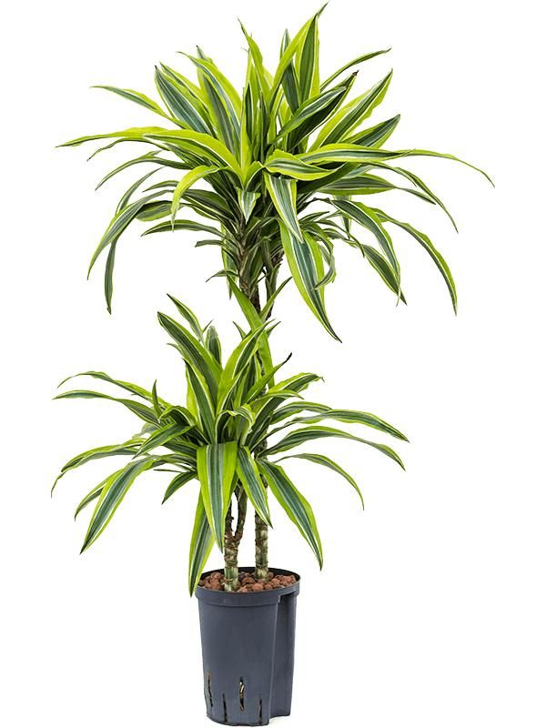 Dracaena fragrans 'Lemon Lime', D 15