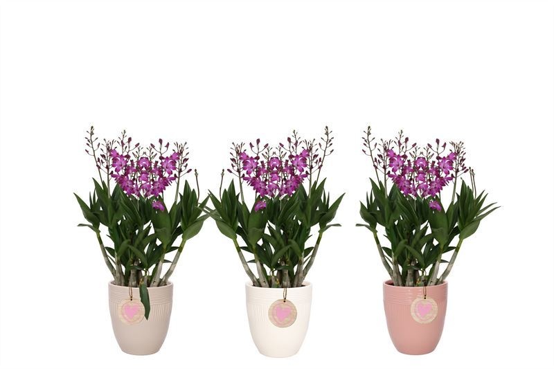 Hugo p12 double lines love mix Dendrobium Berry Oda 09T55+, D 12