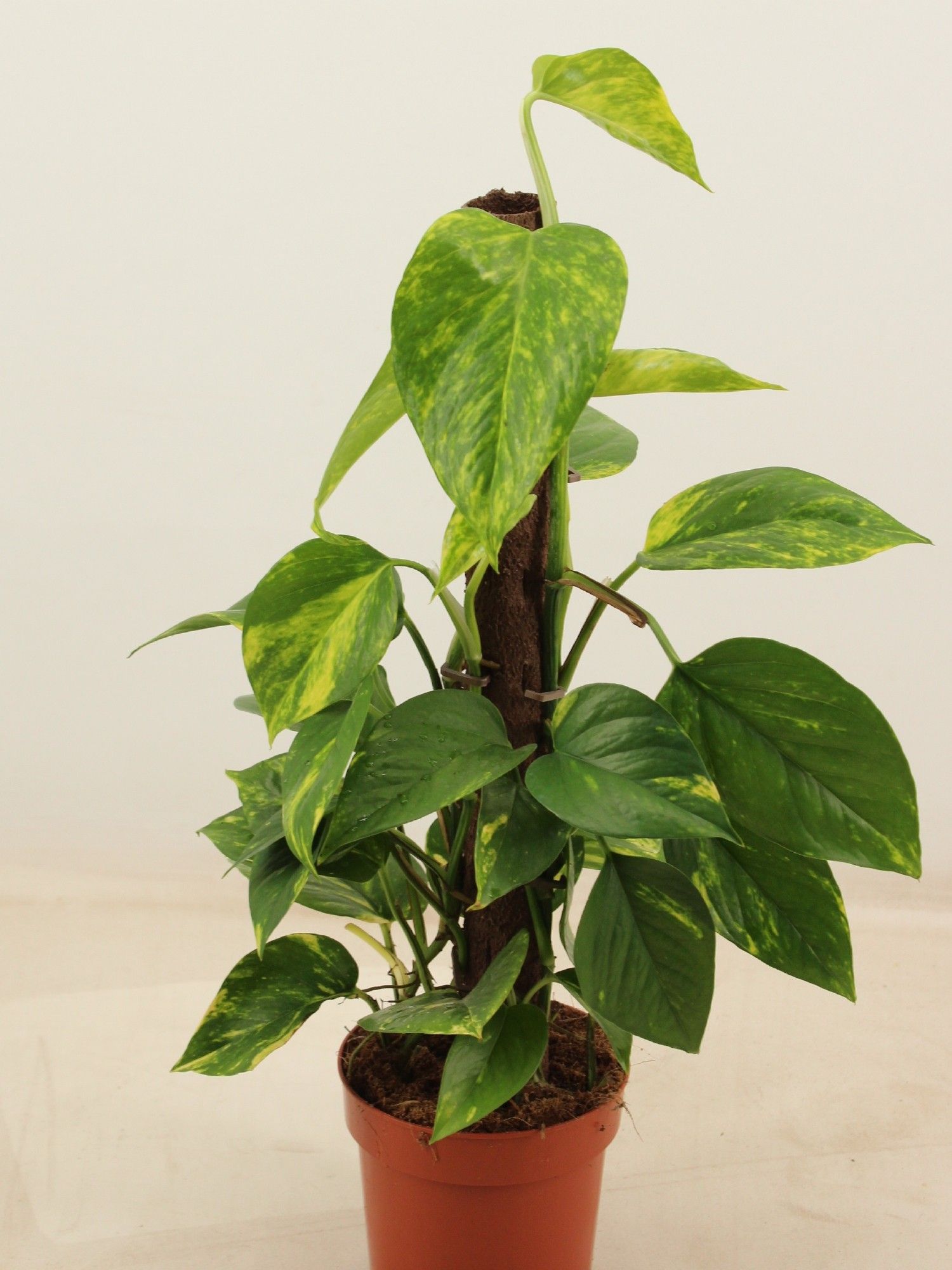 epipremnum aureum 50cm Kratiste klimstok, D 14