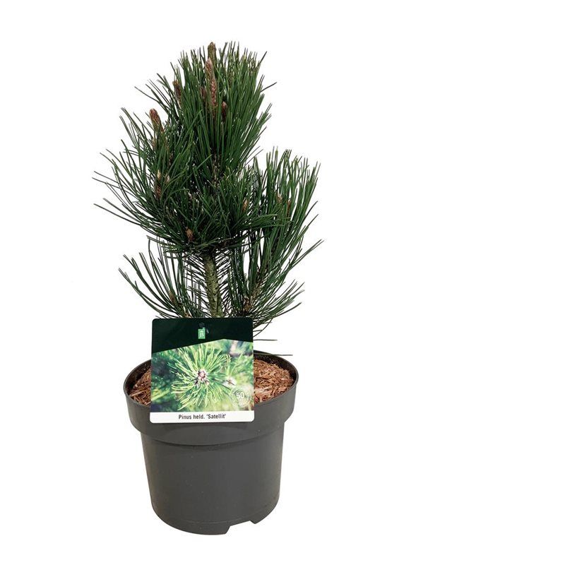 Pinus held. 'Satellit', D 21