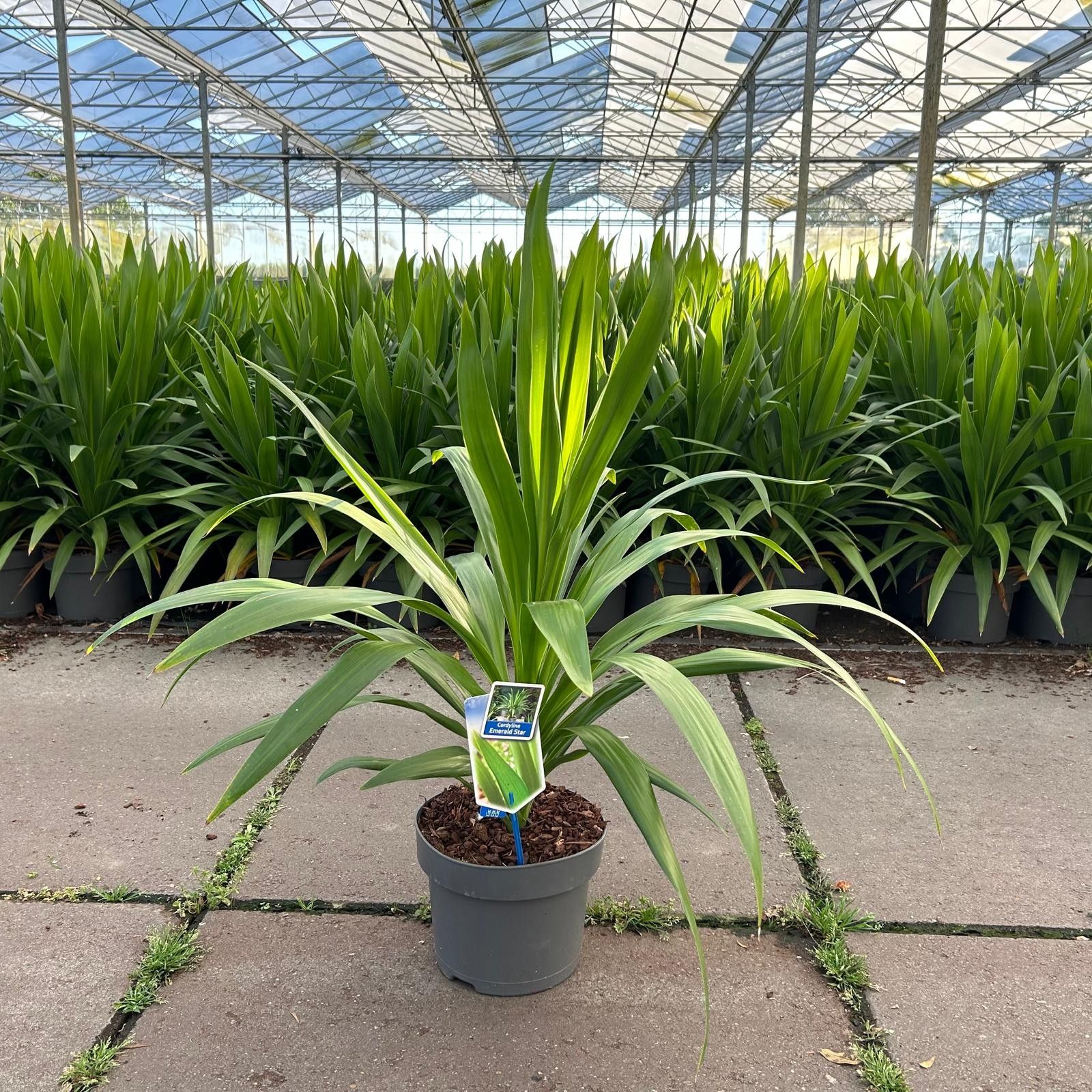 Cordyline Emerald Star ('Broadsword'PBR), D 23