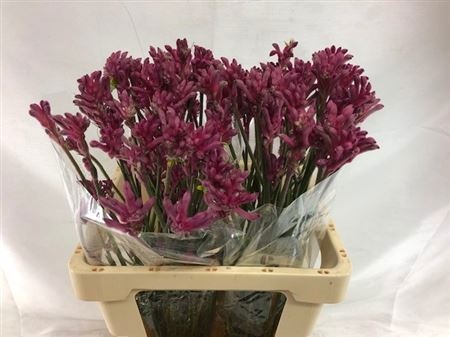 Анигозантус Мини Перл 60 (лаванд.), шт.