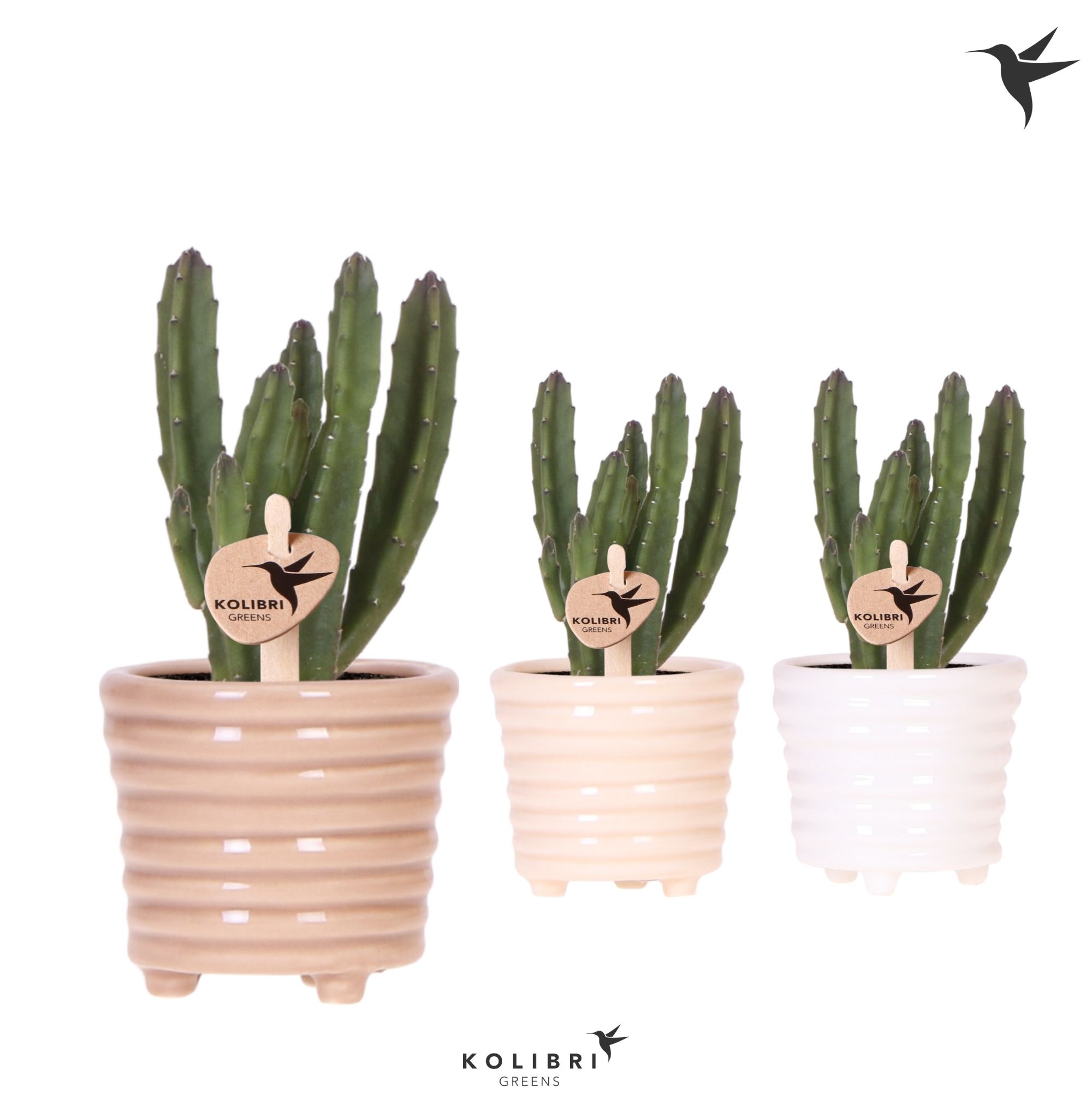 Kolibri Greens Stapelia Leendertziae in Ring pot mix, D 6