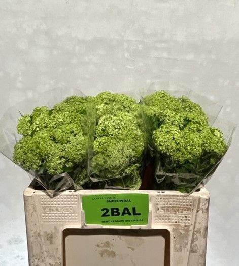 Вибурнум Розеум 50 (зел.), шт.