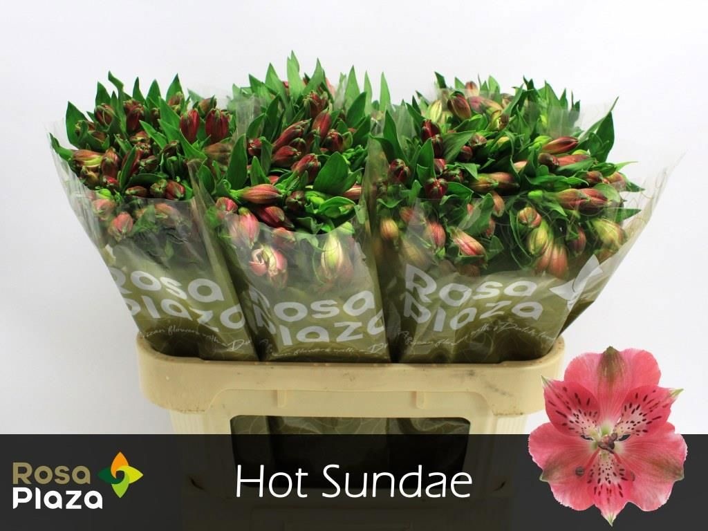 Альстромерия Хот Санде (ярко-роз.), шт.