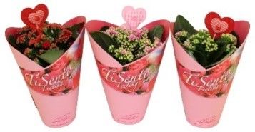 Calandiva mix in Giftcover Roze met steker 12 cm, D 12