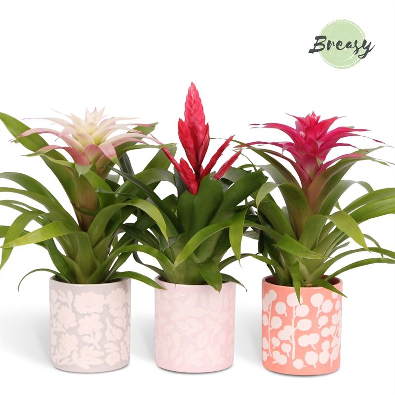 Bromelia Sweet - 13cm in Sevilla | Mimesis, D 12