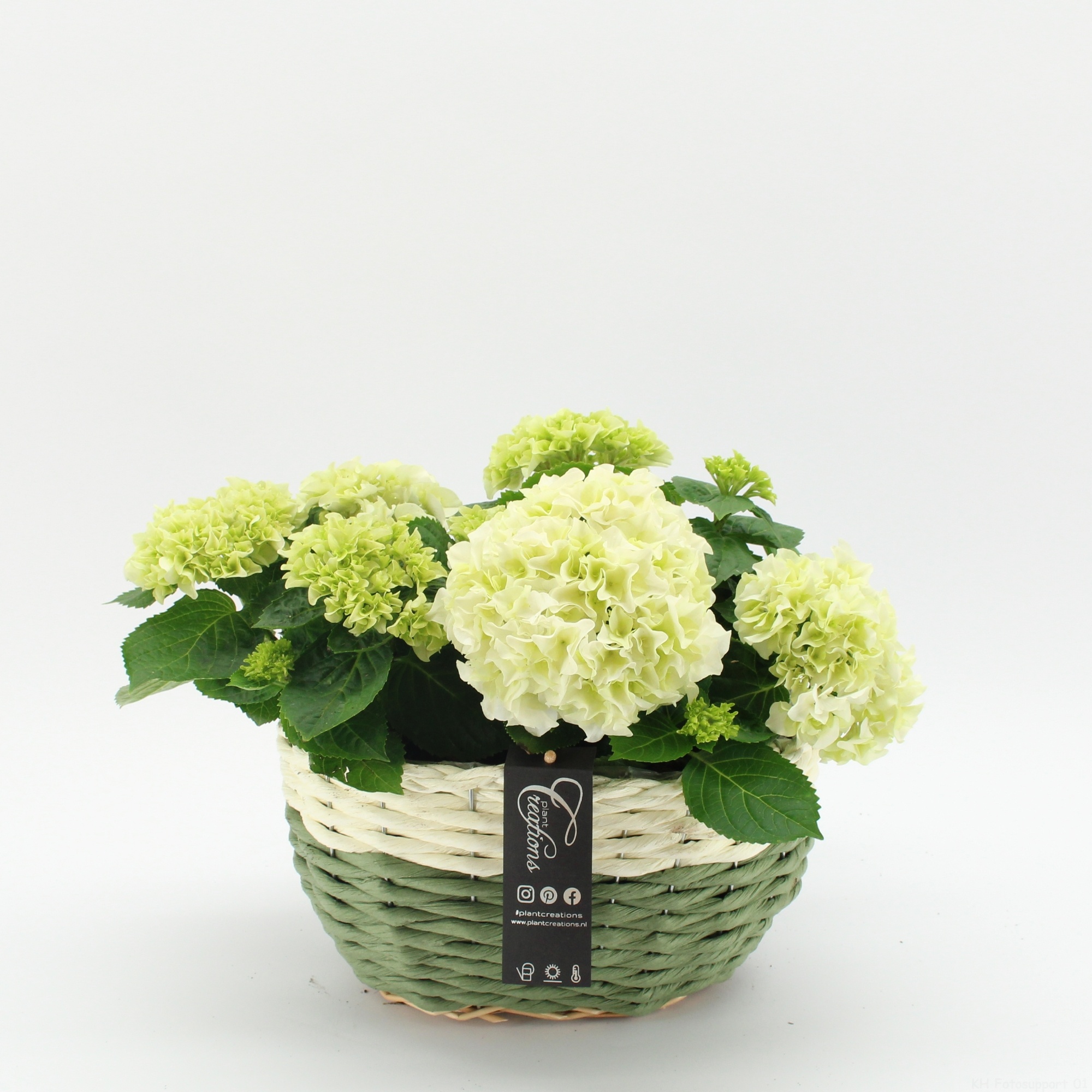 KHCR-2621W Hydrangea creatie, D 27