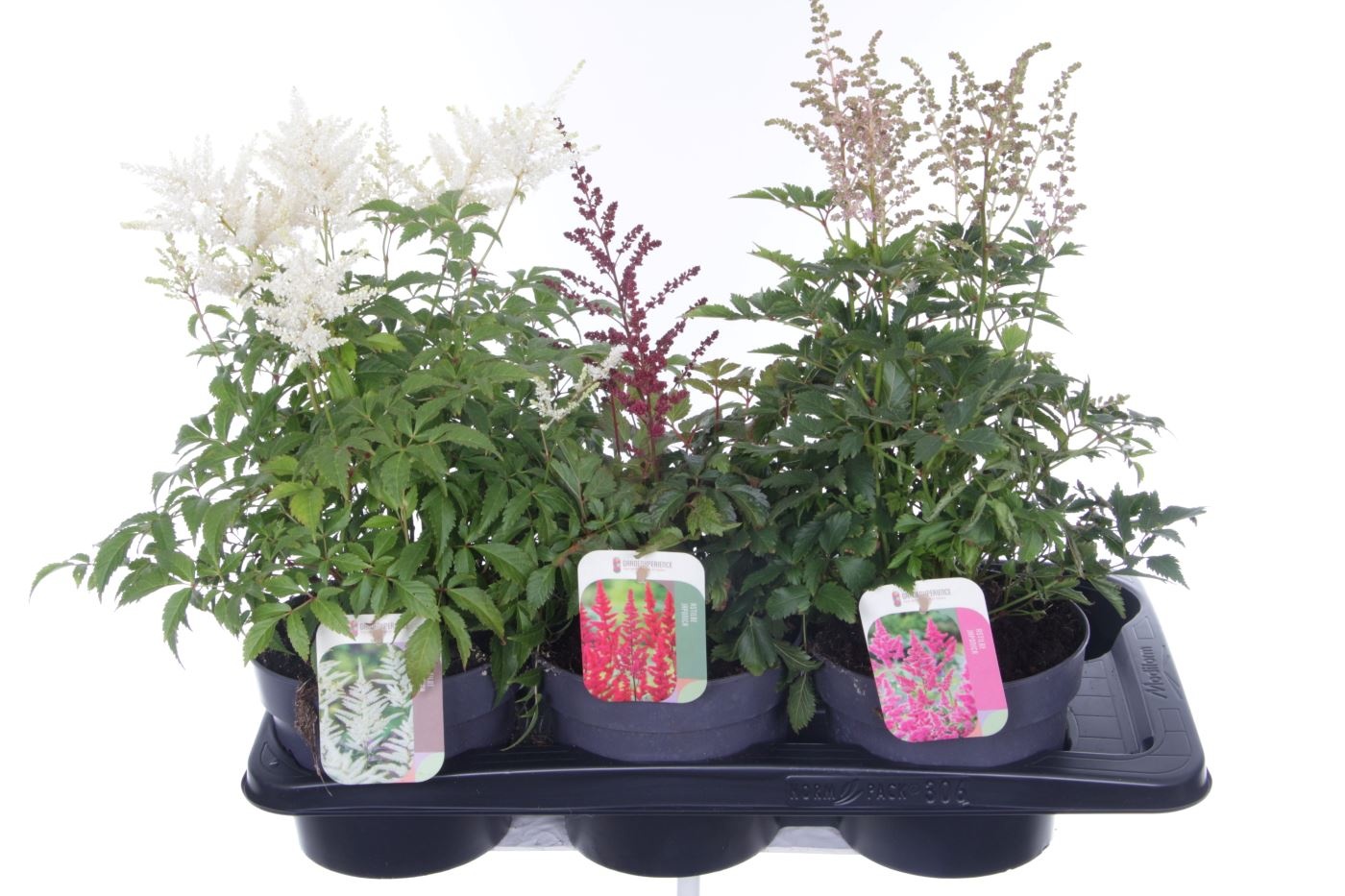 Astilbe mix, D 17