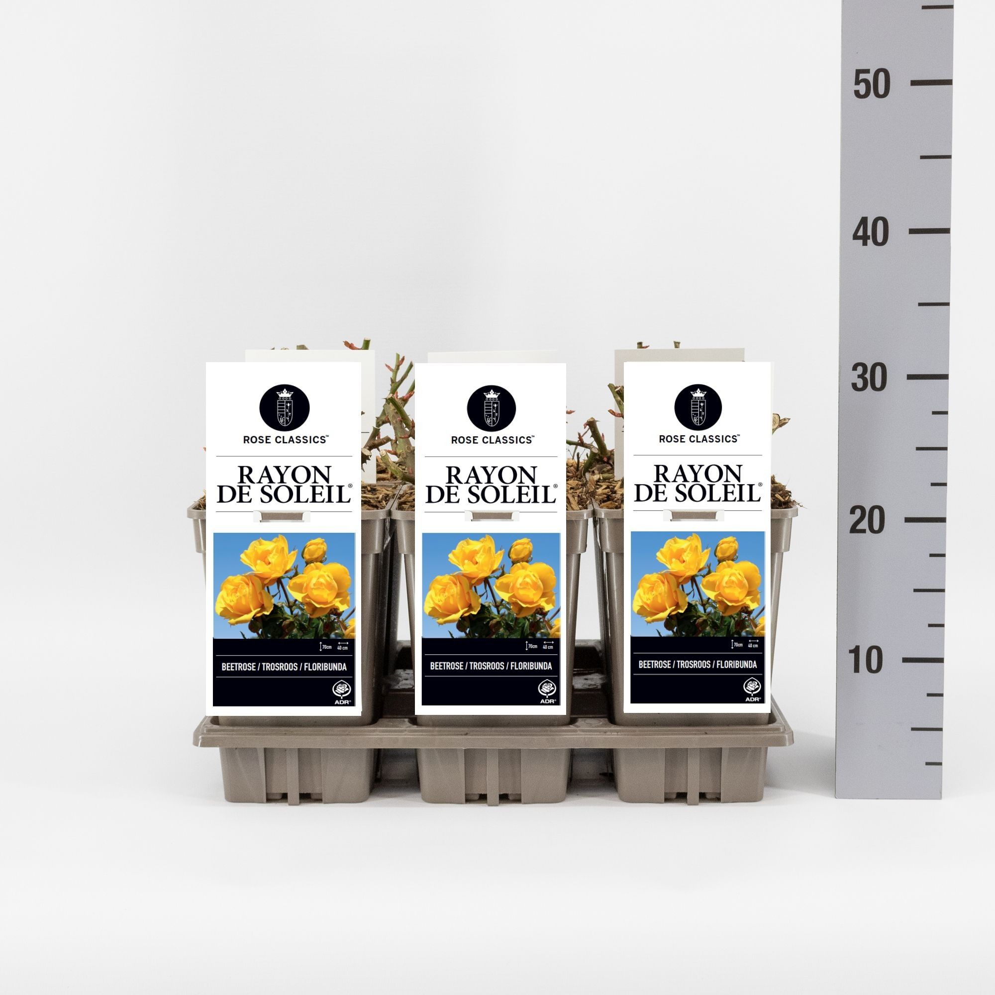 Rosa (F) Rayon de Soleil ®, C3, D 17