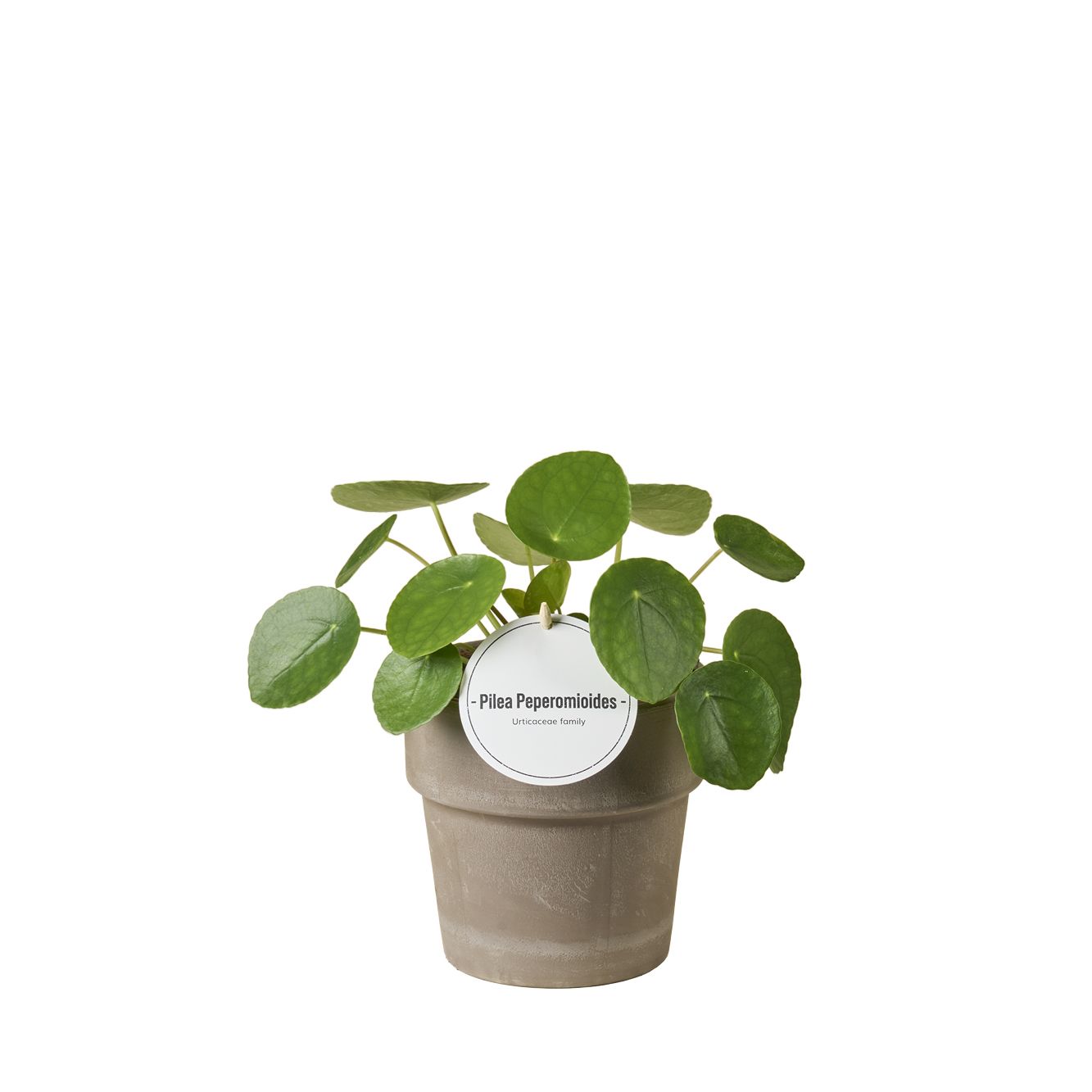 Pilea Peperomioides in Terracotta Grijs, D 12