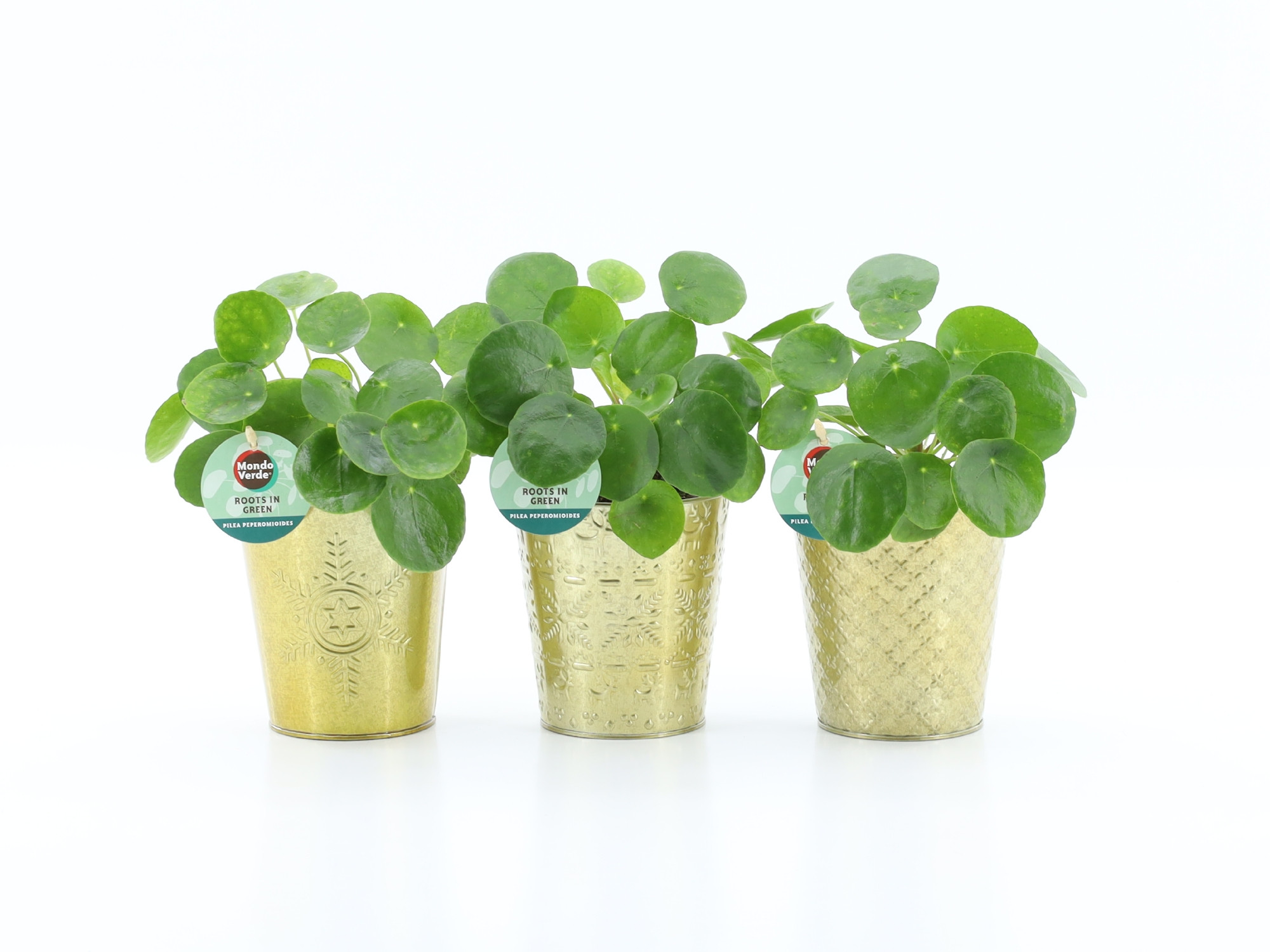 Pilea Peperomioides in Golden Christmas, D 13