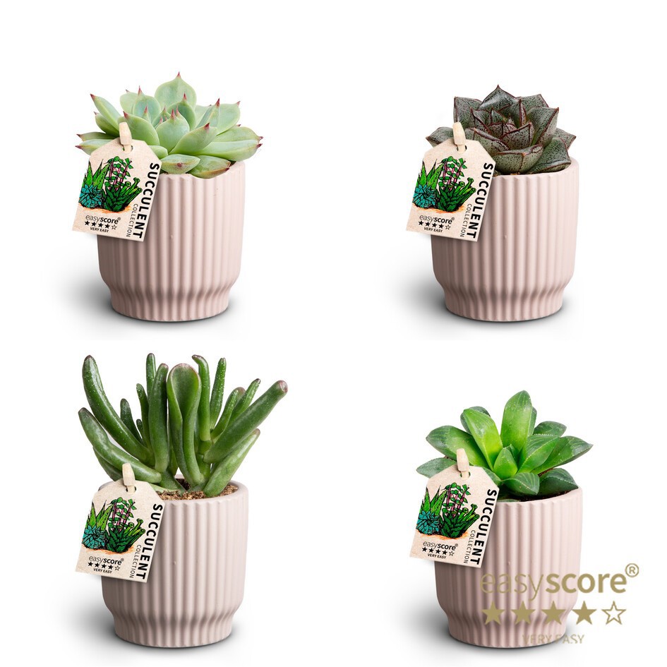 Nordic Lillac, Succulent Collection, D 7
