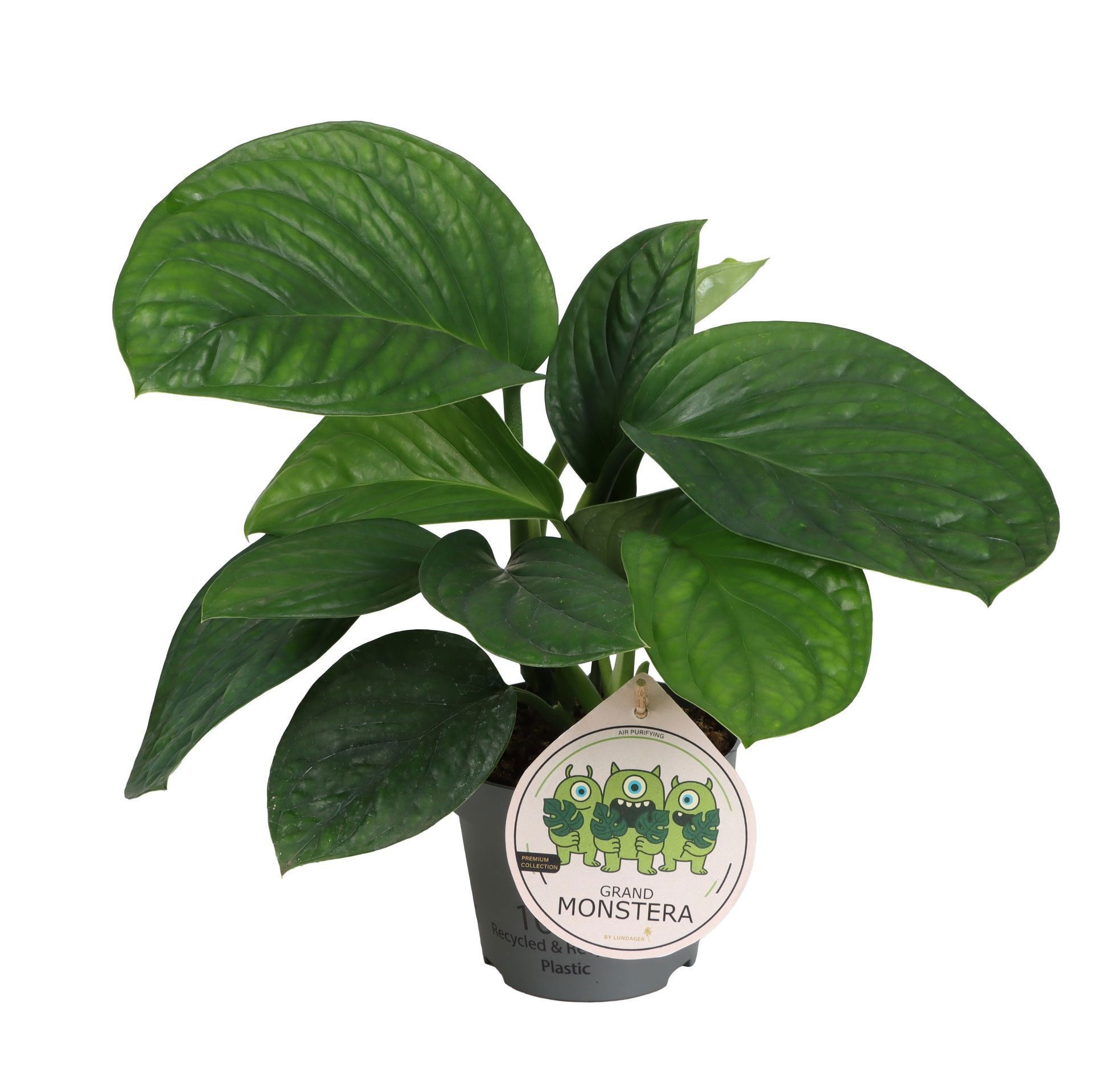 Monstera Pinnatipartita 12 cm, D 12