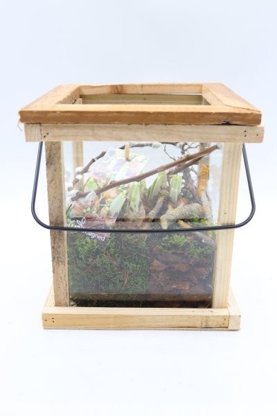 Narcis, houten lantaarn naturel, D 20