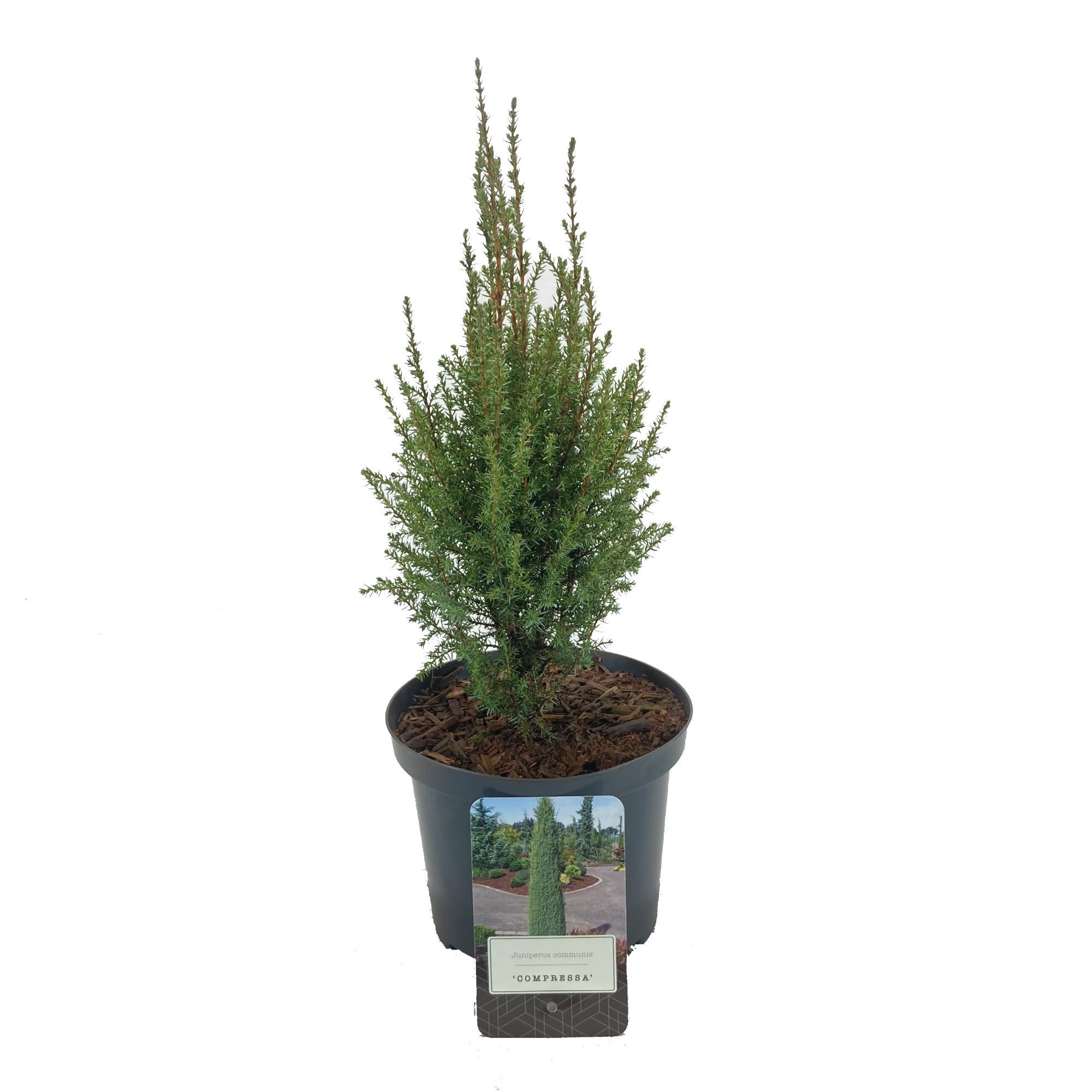 Juniperus communis 'Compressa', D 18 cm