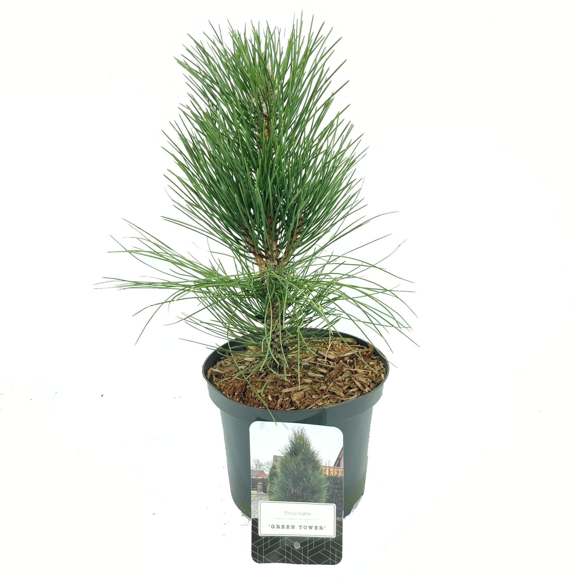 Pinus nigra 'Green Tower', D 18