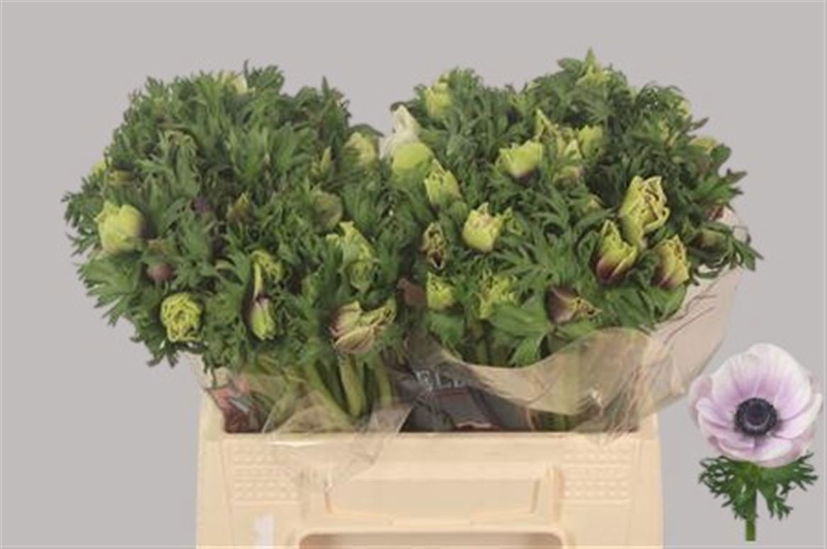 Анемон Галил Пастель 40, шт.