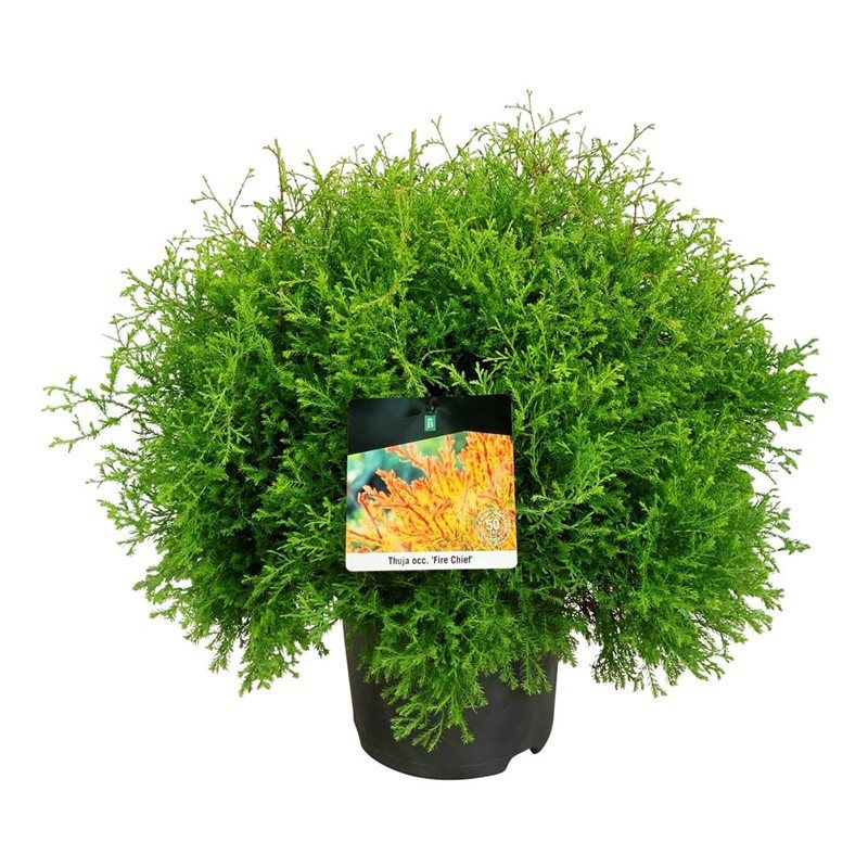 Thuja occ. 'Fire Chief', D 24