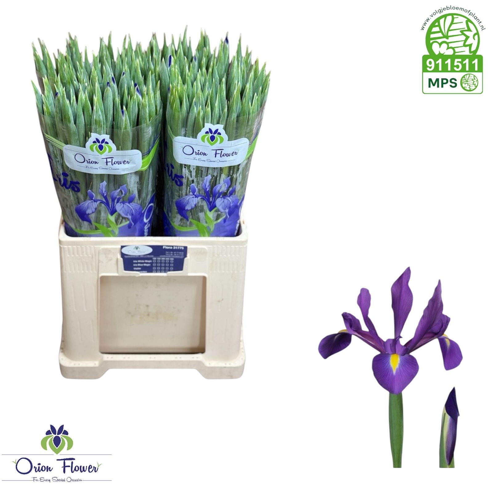 Ирис Гонконг (фиолет.), шт.