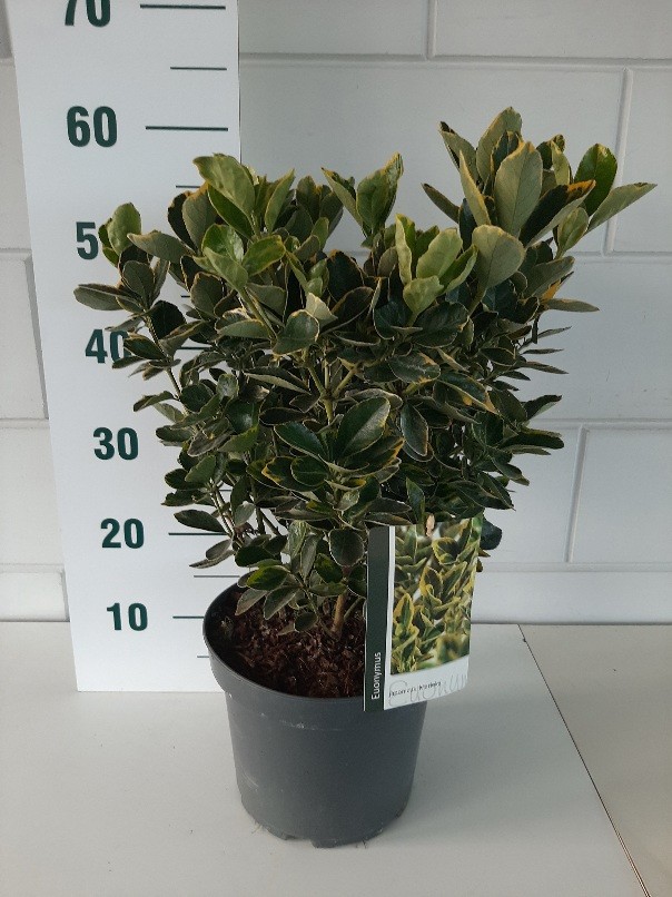 Euonymus jap. 'Marieke', D 23
