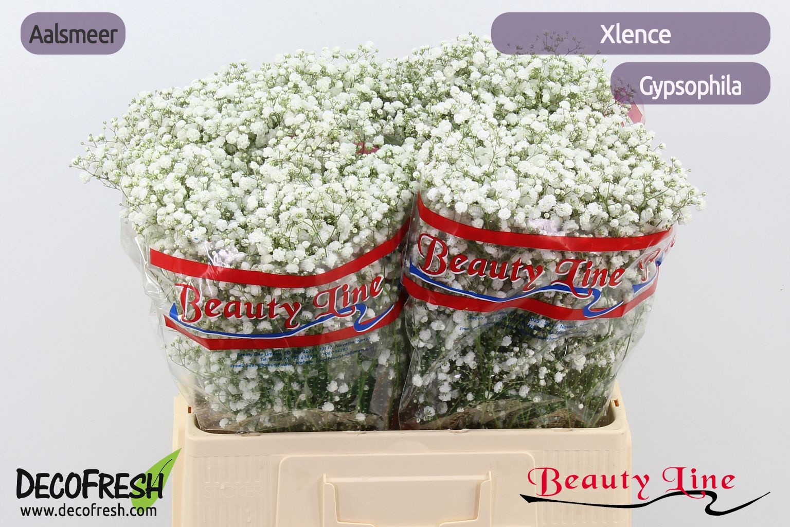 Гипсофила Экселенс 60 (бел.), шт.