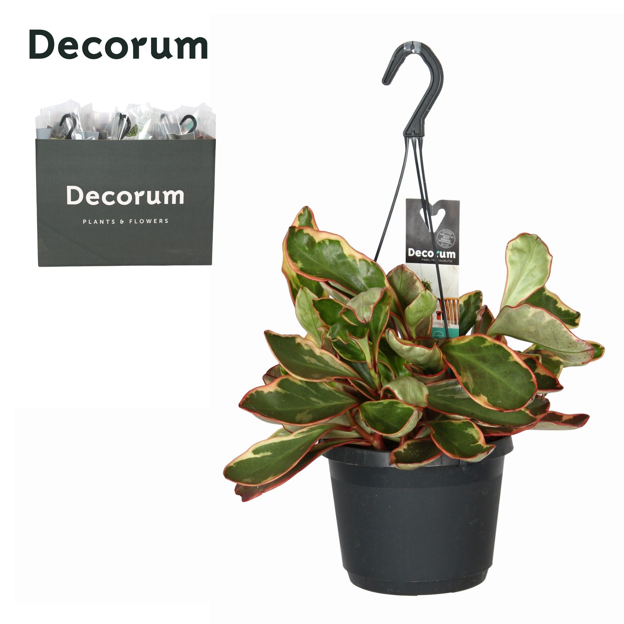 Peperomia clus. ' Jellie', D 17