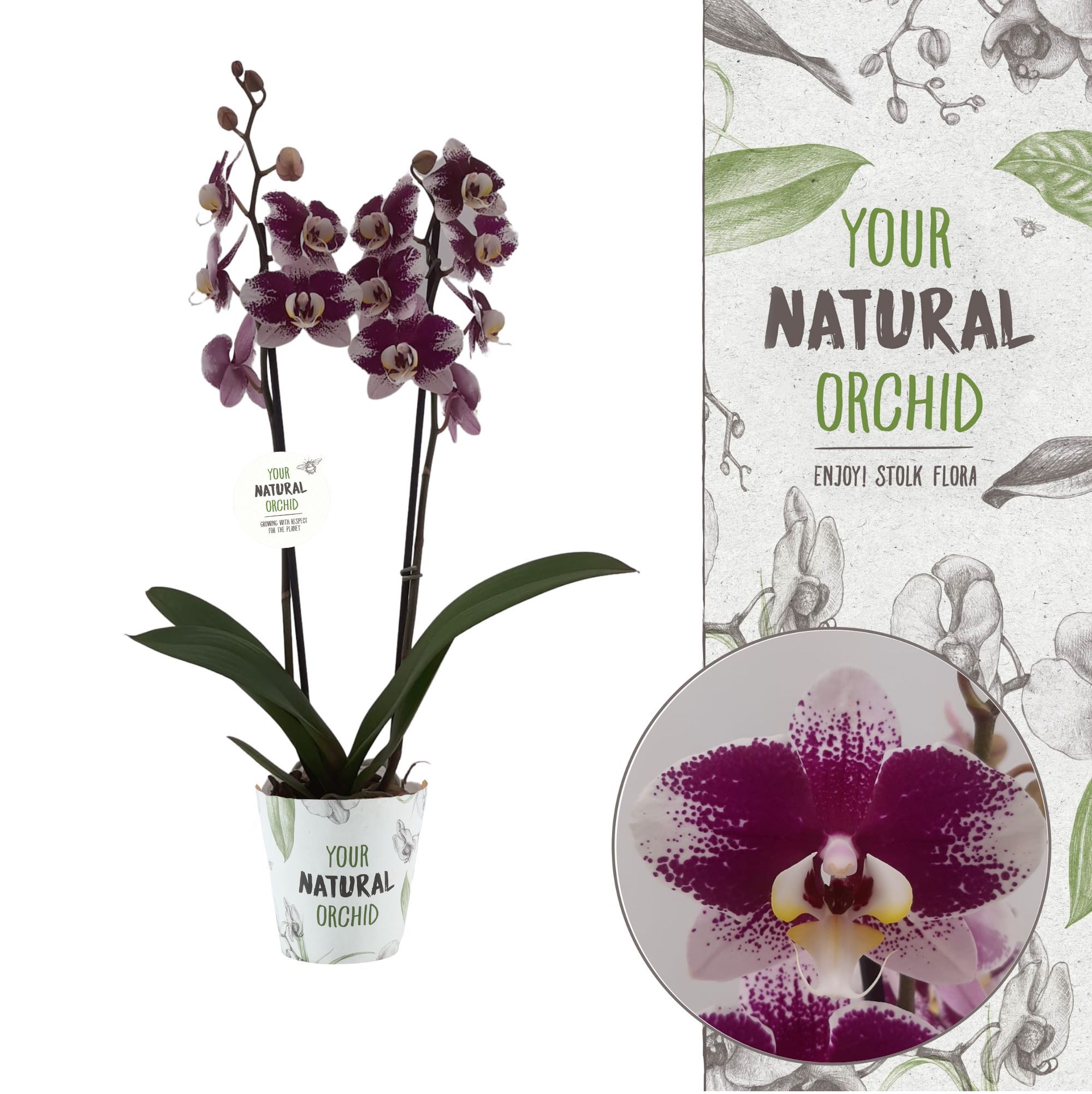 Your Natural Orchid | Barcelona | Phalaenopsis 2 spike, D 12