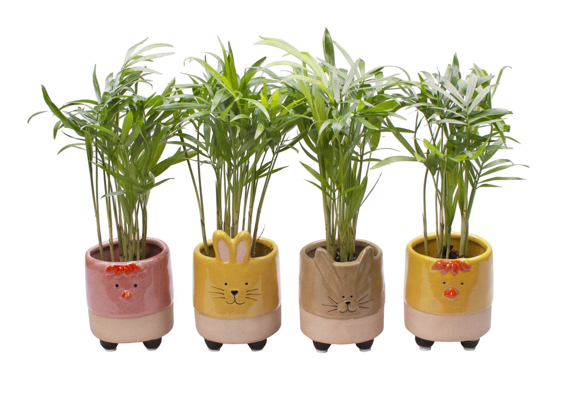 L 691 with Chamaedorea 6 cm, D 6