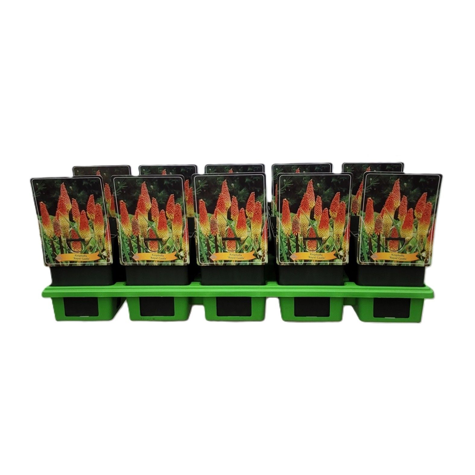 Kniphofia 'Royal Castle' P11, D 11