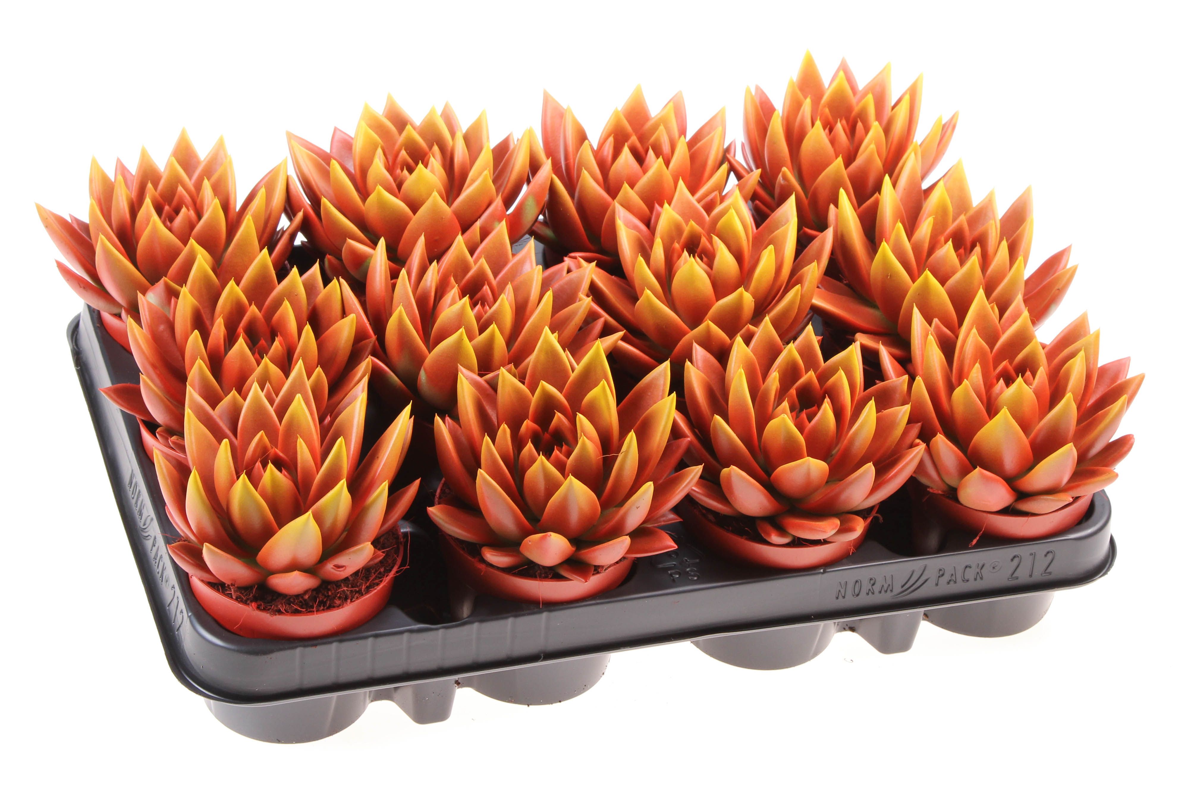 Rainbow bicolor red + yellow point, D 8,5