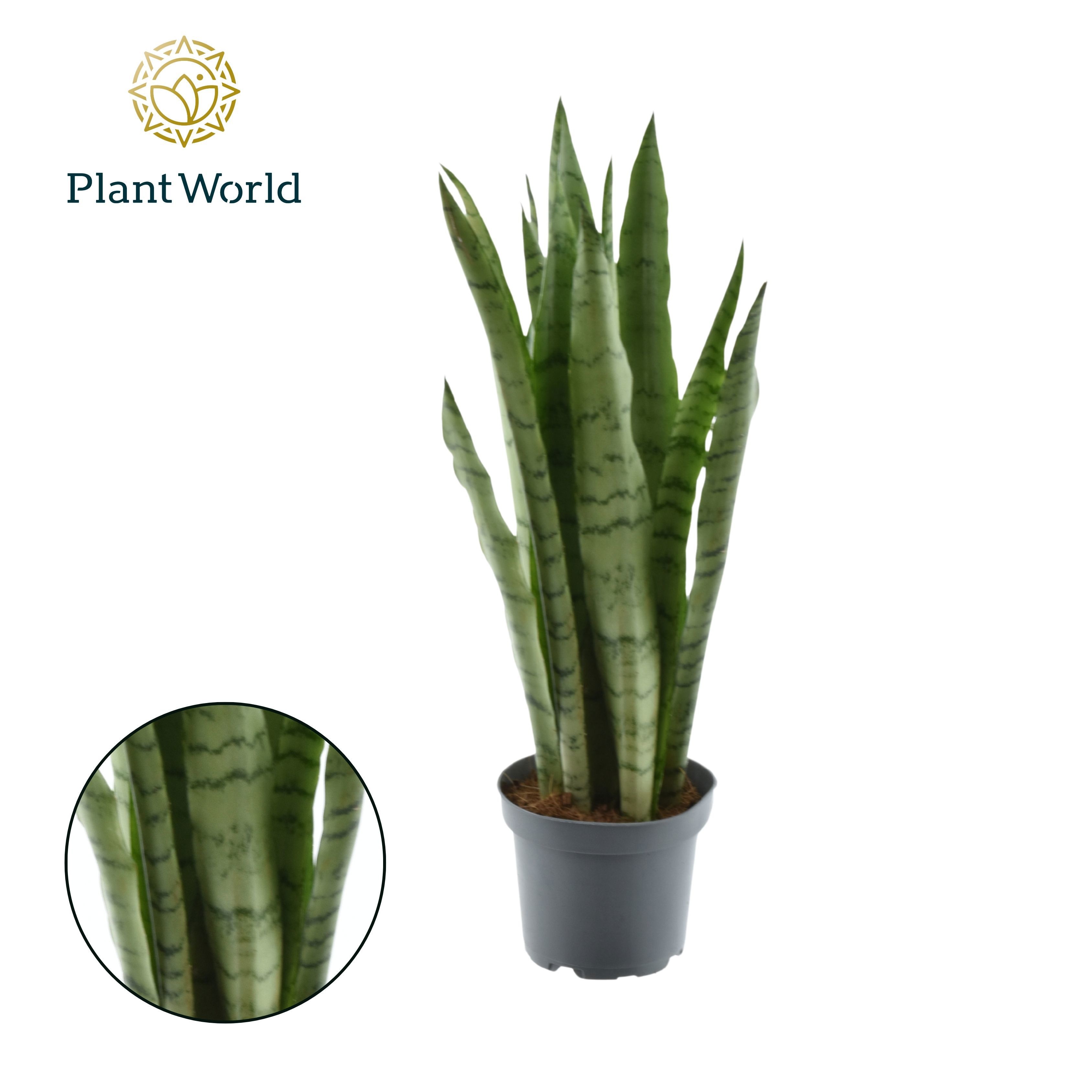 Sansevieria Spearmint (8+ blad), D 12