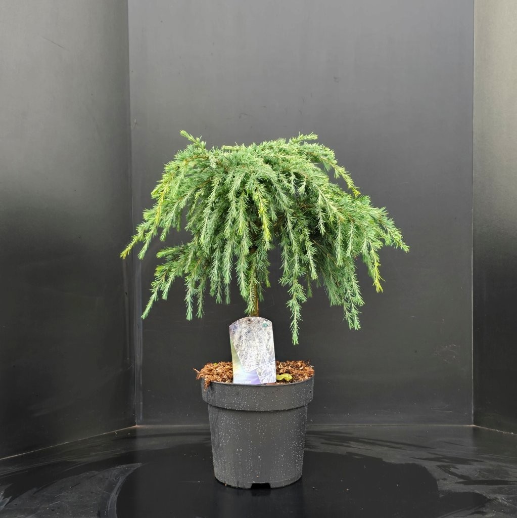Cedrus deodara Feeling Blue, D 29