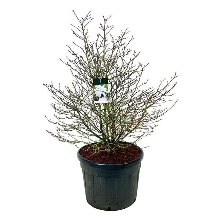 Magnolia stellata, D 70