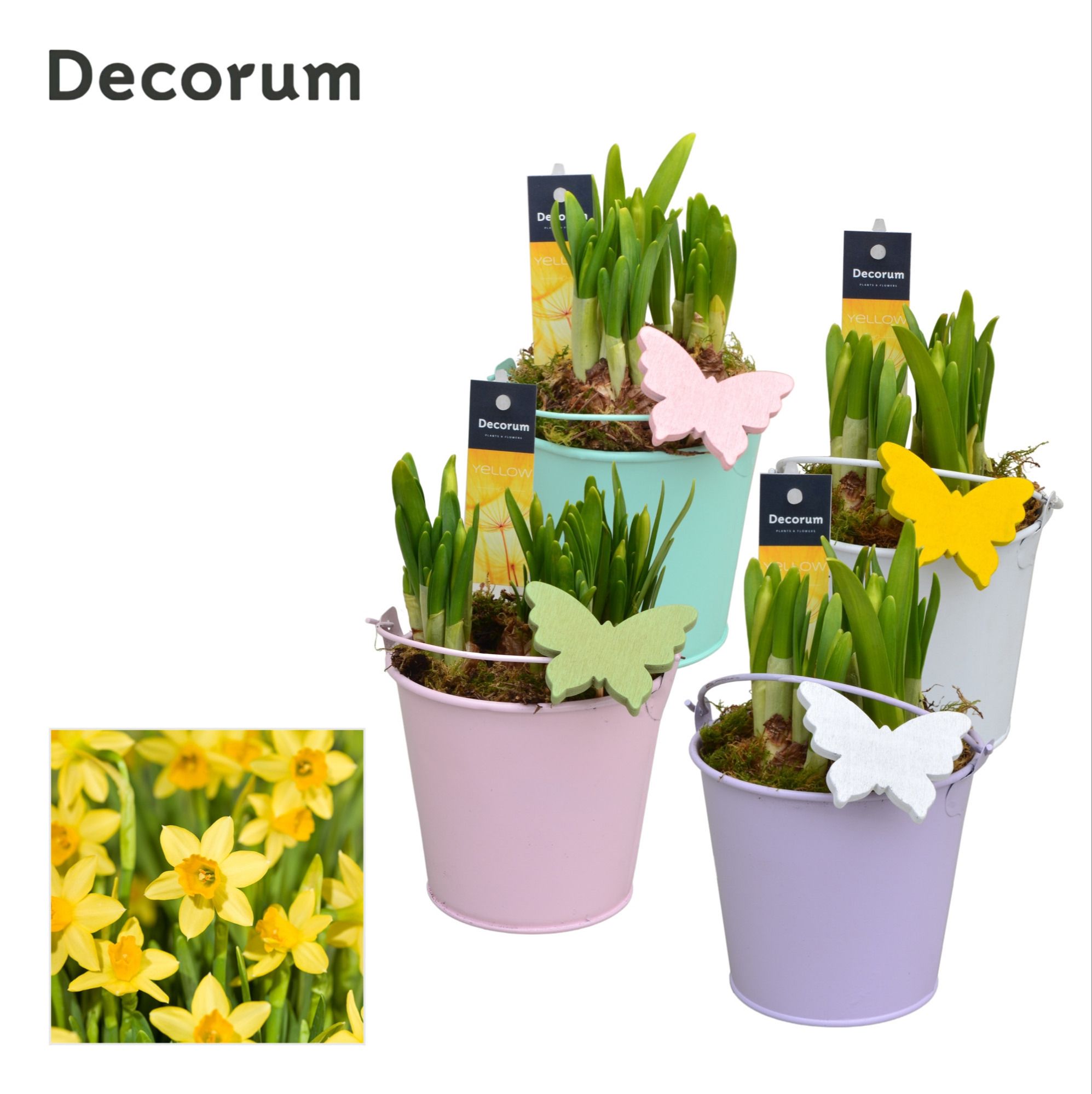 Narcis Lovely Bucket GM HL10567, D 10
