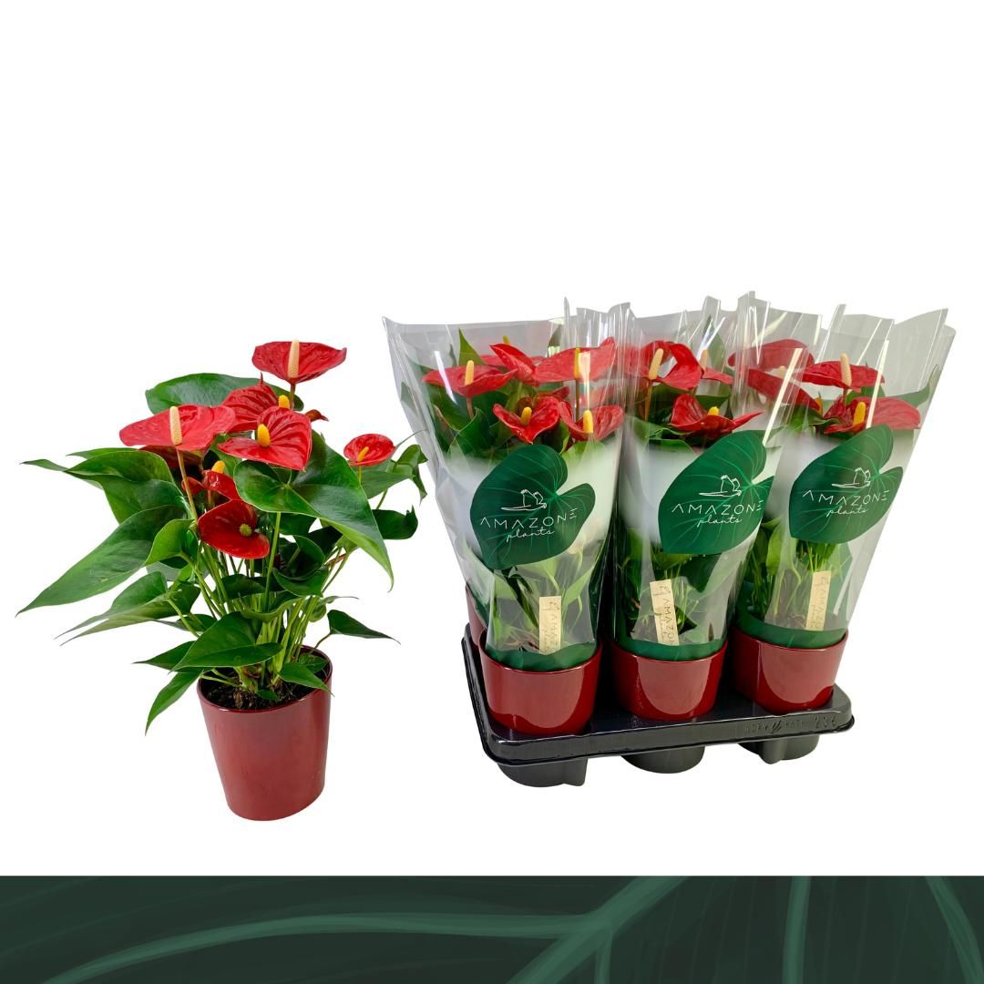 Anthurium Aristo 12cm rood keramiek, D 12